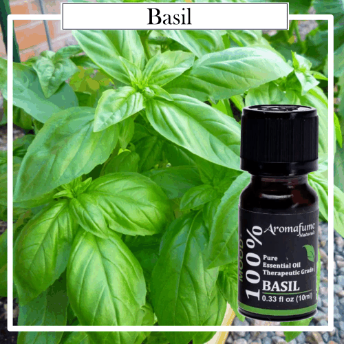 Aceite Esencial Puro 100% Natural Therapeutic Albahaca