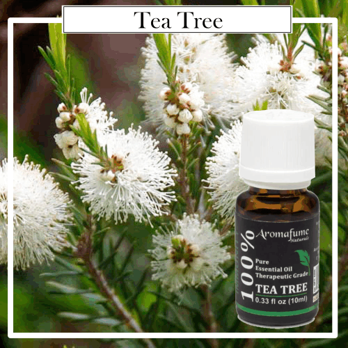 Aceite Esencial Puro 100% Natural Therapeutic Árbol del Té