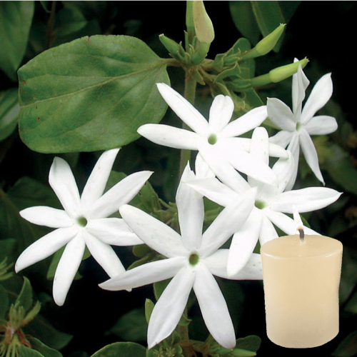 Velas Votiva 100% Natural Jazmin - Imagen 2