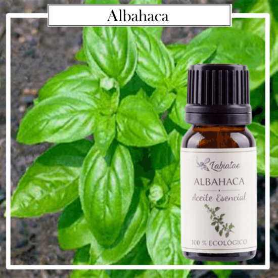 Aceite esencial 100% puro y ecológico de Cardamomo (Elettaria cardamomum). La concentración de las esencias extraídas de la madre naturaleza.