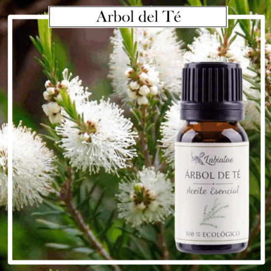 Aceite Natural Puro 100% Bio Ecológico Árbol de té (Melaleuca alternifolia). La concentración de las esencias extraídas de la madre naturaleza.