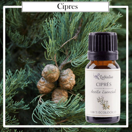 Aceite Natural Puro 100% Bio Ecológico Ciprés (Cupressus sempervirens). La concentración de las esencias extraídas de la madre naturaleza.
