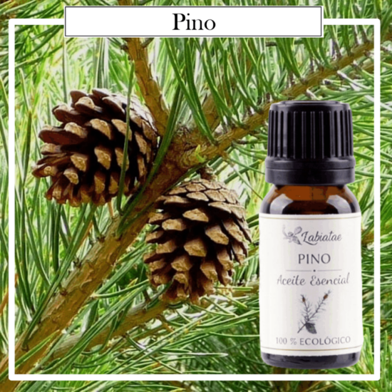 Aceite Natural Puro 100% Bio Ecológico Pino (Pinus sylvestris). La concentración de las esencias extraídas de la madre naturaleza.