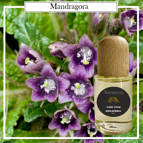 Aceite Esencial 100 % Natural Autor. Creadas para fortalecer los estados aromáticos de tu hogar o negocio, mediante evaporación en quemador de esencias.