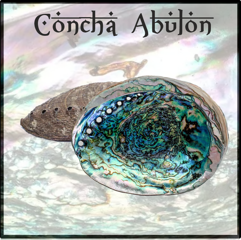 Concha de Abalón Verde Haliotis Fulgens