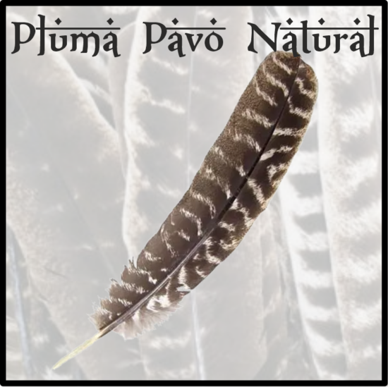 Pluma Pavo Doméstico – Caída Natural